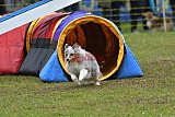 Canis zondag
