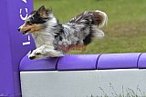 Canis zondag