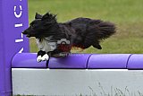 Canis zondag