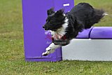 Canis zondag