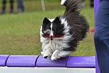 Canis zondag