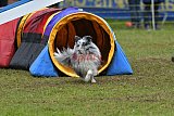 Canis zondag
