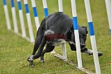 Canis zondag