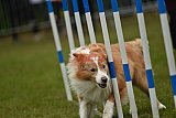 Canis zondag