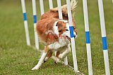 Canis zondag