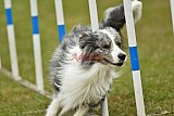Canis zondag