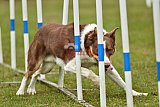 Canis zondag