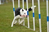 Canis zondag
