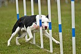 Canis zondag