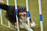 Canis zondag