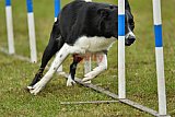 Canis zondag