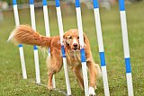 Canis zondag