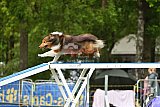 Canis zondag