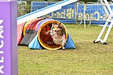 Canis zondag