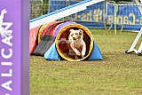 Canis zondag