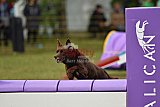 Canis zondag