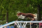 Canis zondag