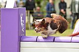 Canis zondag