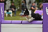 Canis zondag