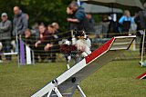 Canis zondag
