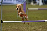 Canis zondag