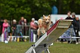 Canis zondag