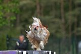 Finale canis