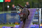 Finale canis