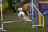 Finale canis
