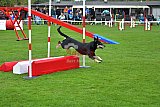 Royal Canin Masters 2025 geldrop