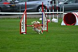 Royal Canin Masters 2025 geldrop