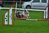 Royal Canin Masters 2025 geldrop