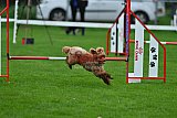 Royal Canin Masters 2025 geldrop