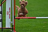 Royal Canin Masters 2025 geldrop