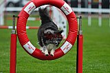 Royal Canin Masters 2025 geldrop