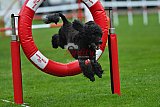 Royal Canin Masters 2025 geldrop