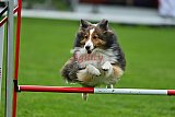Royal Canin Masters 2025 geldrop