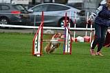 Royal Canin Masters 2025 geldrop