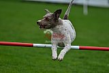 Royal Canin Masters 2025 geldrop