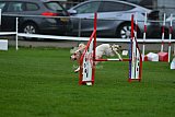 Royal Canin Masters 2025 geldrop