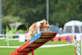 Royal Canin Masters 2025 geldrop
