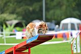 Royal Canin Masters 2025 geldrop