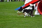 Royal Canin Masters 2025 geldrop
