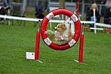 Royal Canin Masters 2025 geldrop