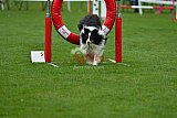 Royal Canin Masters 2025 geldrop