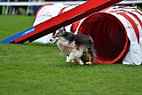 Royal Canin Masters 2025 geldrop