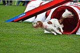Royal Canin Masters 2025 geldrop