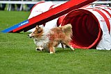 Royal Canin Masters 2025 geldrop