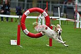 Royal Canin Masters 2025 geldrop
