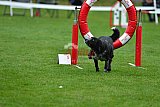 Royal Canin Masters 2025 geldrop